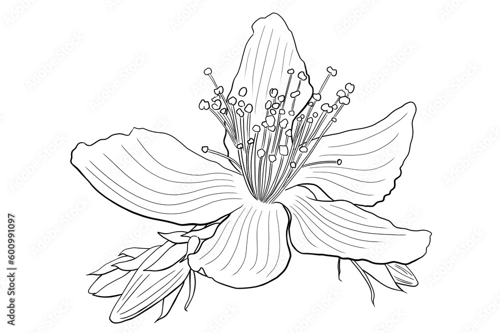 line ink drawing of St. John's wort flower - obrazy, fototapety, plakaty 