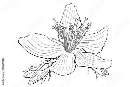 line ink drawing of St. John's wort flower photo