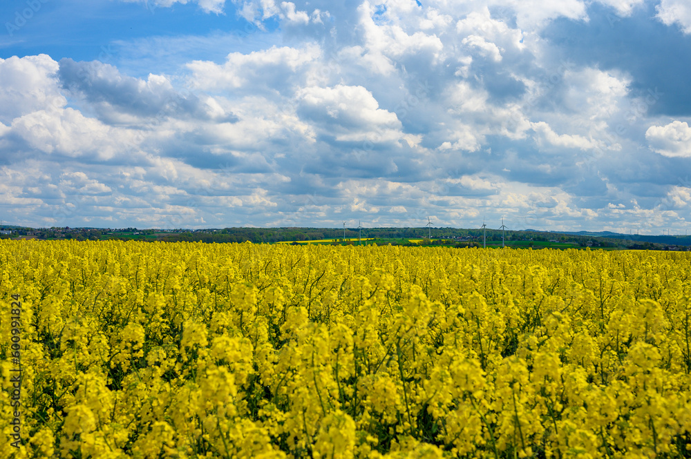 Obraz premium Rapsfelder mit Windrädern