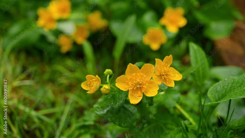 Wild flowers in rainy day. Marsh marigold blooming with green leaves in spring in Switzerland. Real time. Wild flowers in rainy day. Marsh marigold blooming with green leaves in spring in Switzerland. Real time.