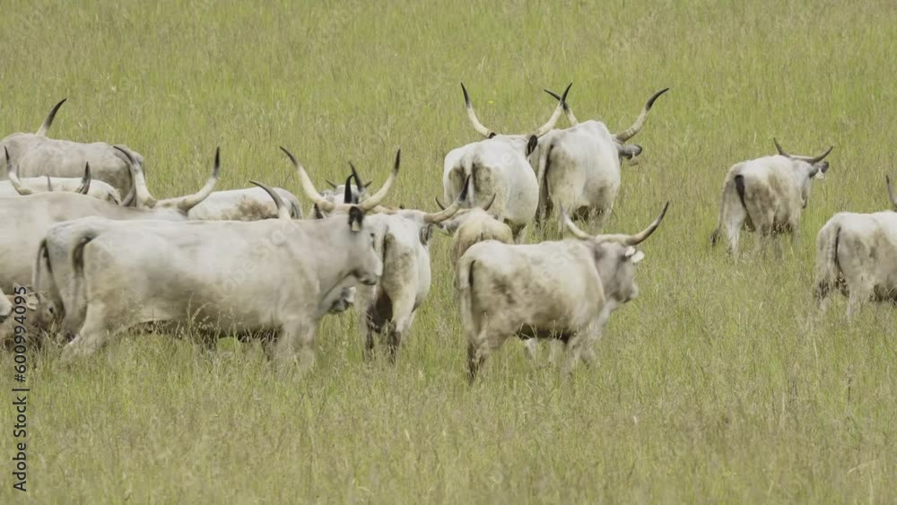 Hungarian Grey Cattles Or Steppe Cattles Hungarian Grey Cattles Or Steppe Cattles