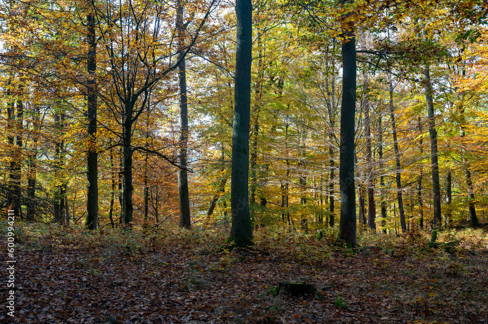 Fototapeta premium Autumn forest