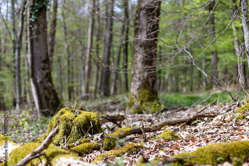 tronc coupé recouvert de mousse au premier plan avec les arbres flous derrières au printemps, le sous bois 