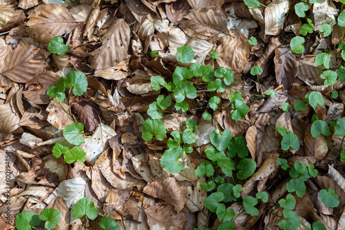 le sol au printemps dans la foret des Vosges du nord, lière et feuilles mortes en plan large