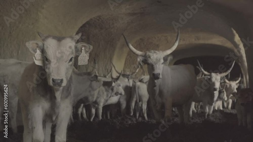 Wallpaper Mural Hungarian gray cattle in the herd penned in a stone caravan  Close Up Image Torontodigital.ca