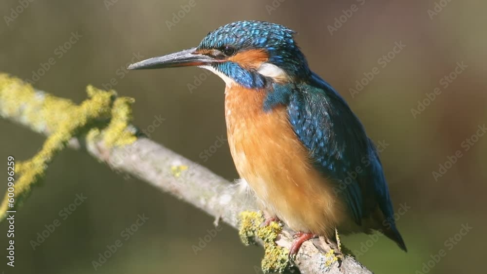 Common kingfisher, Alcedo atthis. The female sits on a branch, brushing her feathers Common kingfisher, Alcedo atthis. The female sits on a branch, brushing her feathers