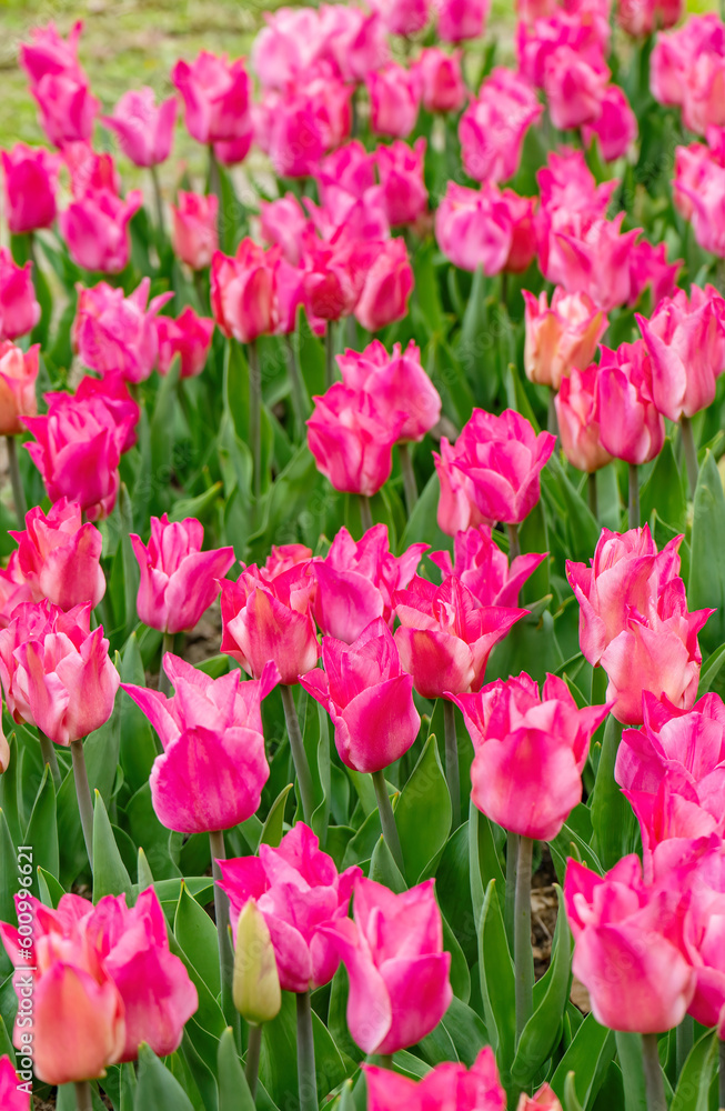 Pink tulips flowers with green leaves blooming in a meadow, park, outdoor. Tulips field, nature, spring, floral background. Pink tulips flowers with green leaves blooming in a meadow, park, outdoor. Tulips field, nature, spring, floral background.