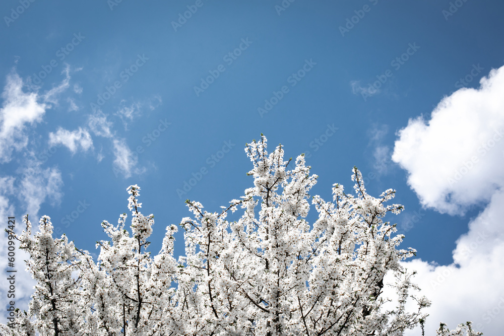 Natural background of white flowering branches. Blooming branches of cherry on a background of blue sky on sunny day, selective focus Natural background of white flowering branches. Blooming branches of cherry on a background of blue sky on sunny day, selective focus