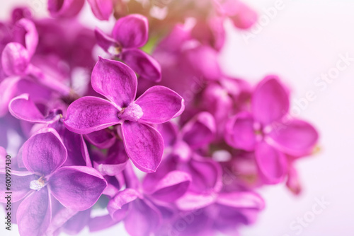 Beautiful purple lilac flowers. Macro, close up © Viktoriya