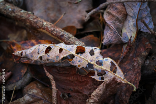A dead brown curled leaf with holes lying on other brown dry leaves forest background