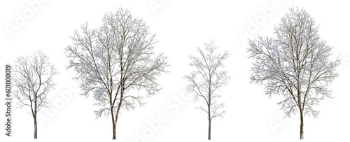 Set of 3 large and medium winter various snowed trees isolated png on a transparent background perfectly cutout 