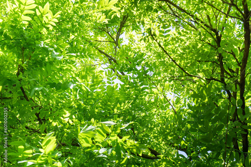 Under looking view of tree leaves, Under view on the green leaves background, green leaves in the natural background, nature on sunlight. Under looking view of tree leaves, Under view on the green leaves background, green leaves in the natural background, nature on sunlight.