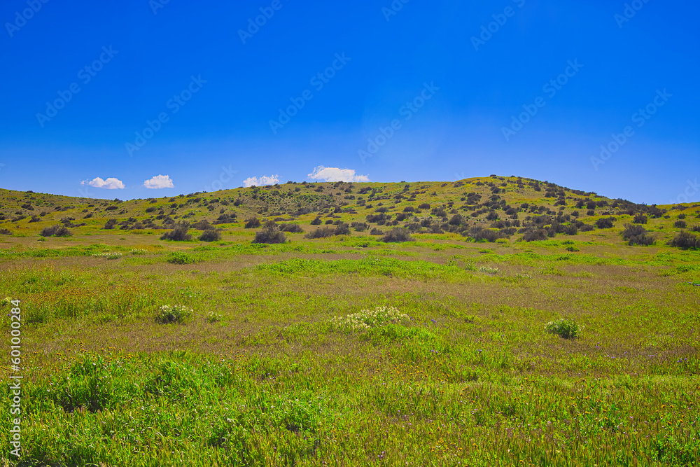 Exploring the Carrizo Plain super bloom and abandoned farms