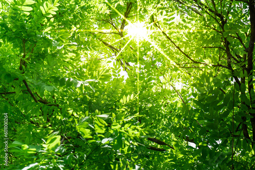 Under looking view of tree leaves  Under view on the green leaves background  green leaves in the natural background  nature on sunlight. 