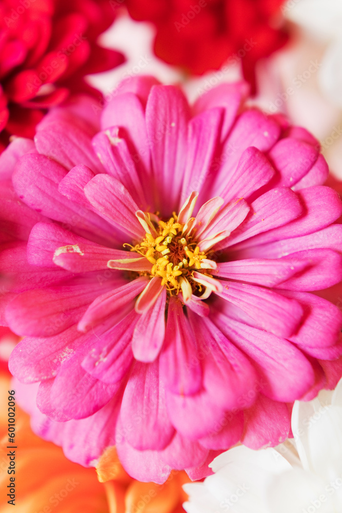 Beautiful pink zinnia flower close up