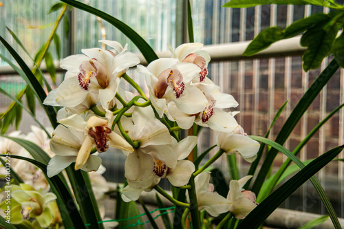 orchid on green background