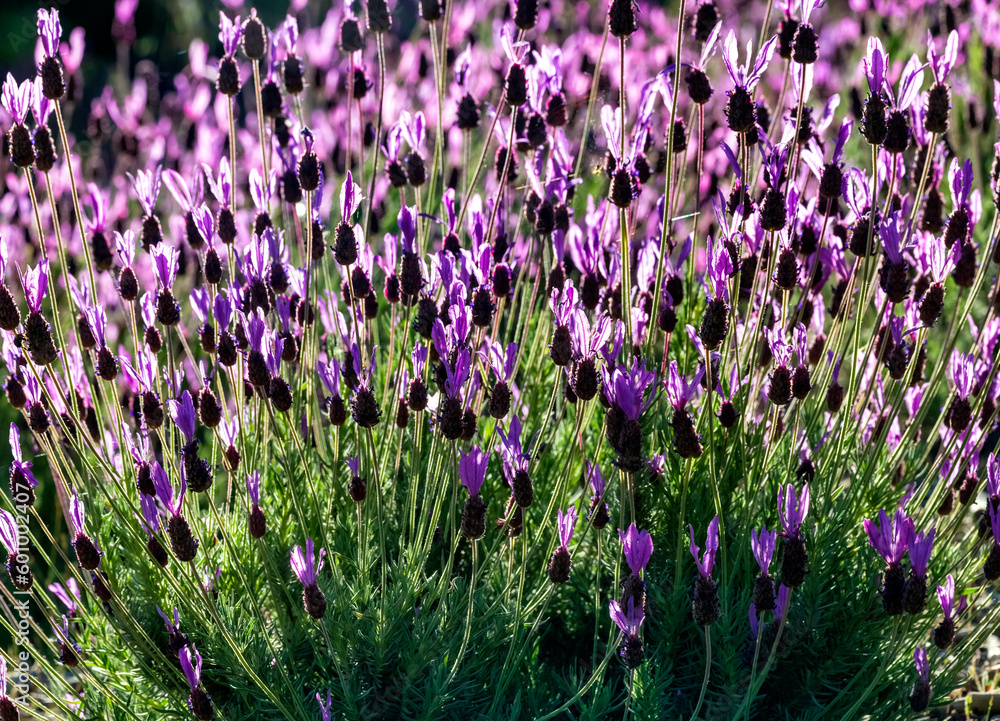 Obraz premium Flores de lavanda