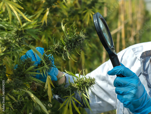 Cannabis scientist holding magnifying glass checking Marihuana leaves and flowers quaility, Cannabis concept photo