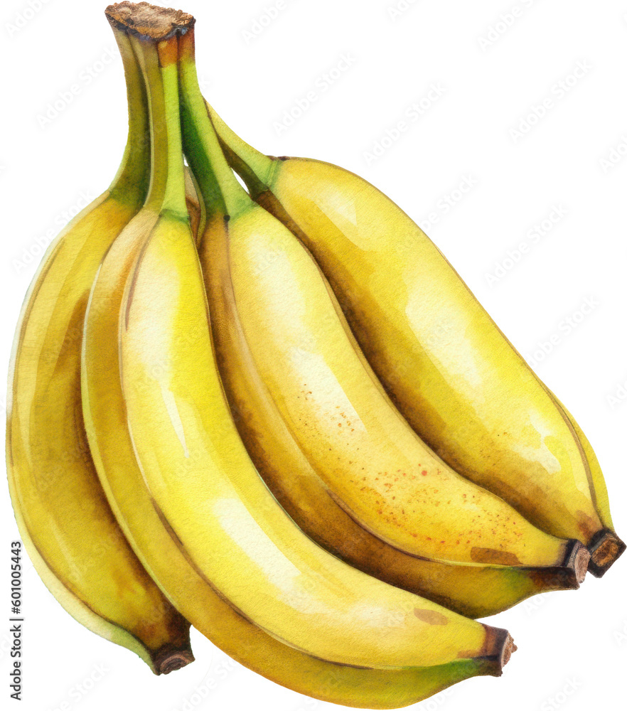Banana Fruit Watercolor