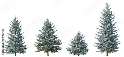 Set of 4 picea pungens colorado blue spruce evergreen pinaceae needled tree isolated png on a transparent background perfectly cutout 