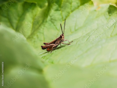 A small grasshopper on a large leaf