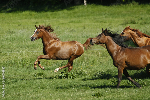 Herde arabischer Pferde © AZ Woodring