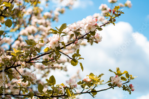 Spring background with white and soft pink bloom blossoming under the blue sky