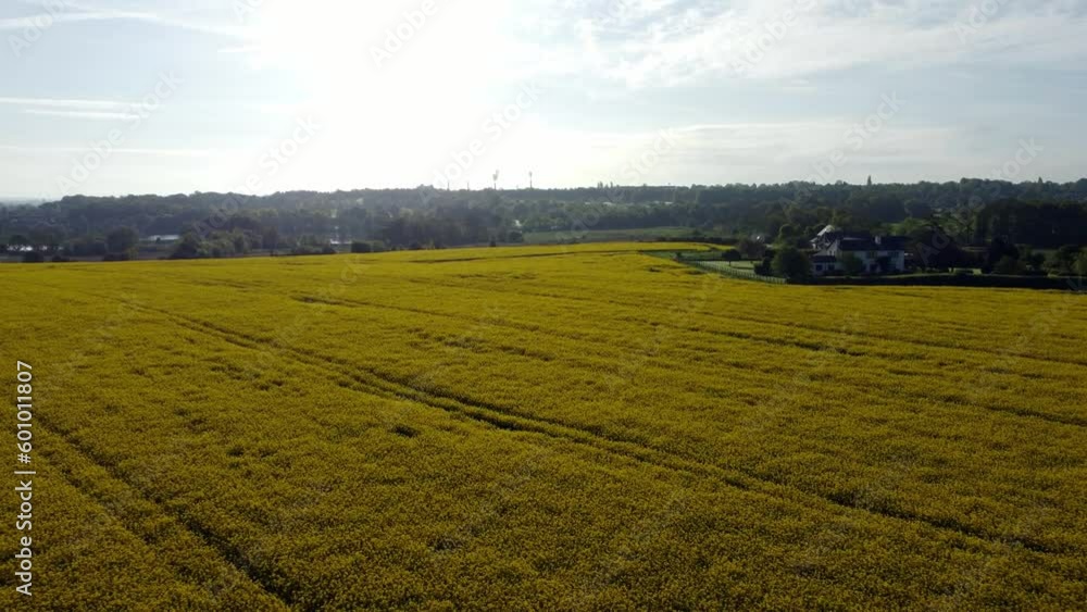 Aerial view rising above colourful bright golden yellow rapeseed field harvest in British countryside at sunrise Aerial view rising above colourful bright golden yellow rapeseed field harvest in British countryside at sunrise