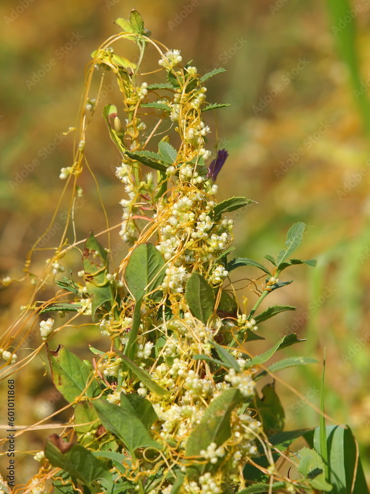 The greater dodder or European dodder, parasitic plant, Cuscuta europaea The greater dodder or European dodder, parasitic plant, Cuscuta europaea
