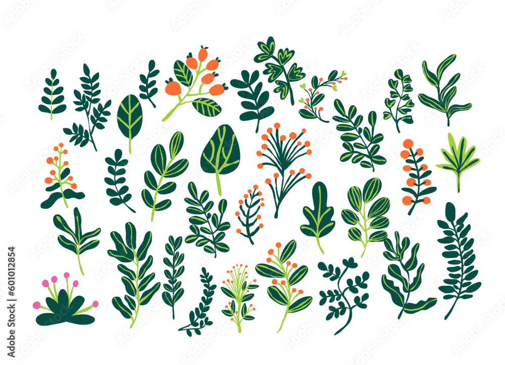 botanical collection of leaves and branches botanical collection of leaves and branches