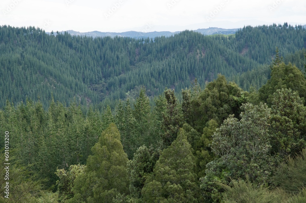 New Zealand native forest and plantation forest