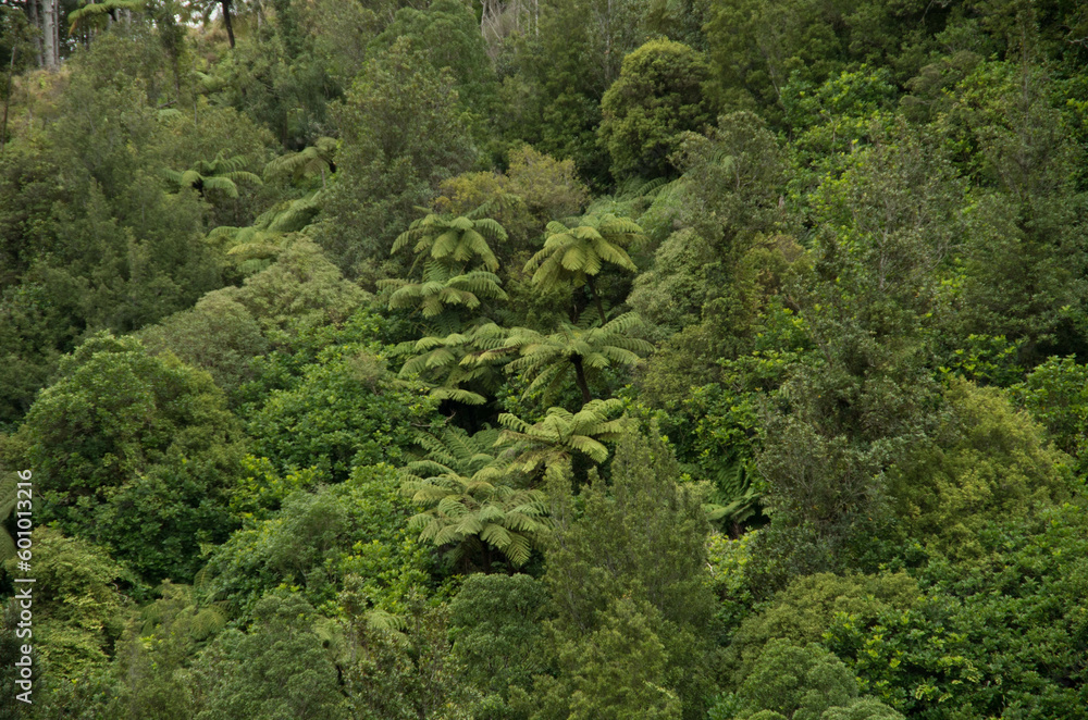 Native New Zealand forest Native New Zealand forest