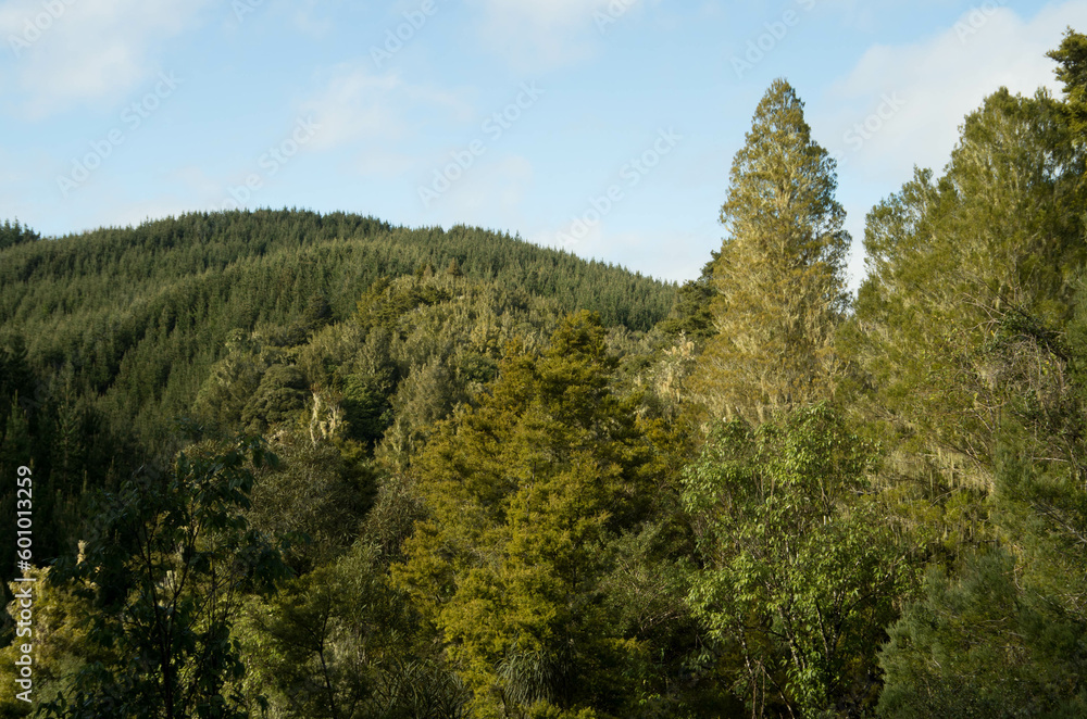 New Zealand native forest and plantation forest New Zealand native forest and plantation forest