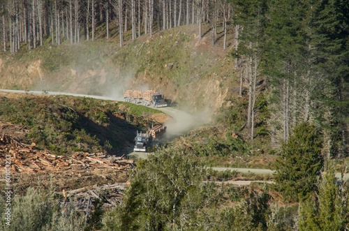 Logging trucks on Forestry road in New Zealand pine forest