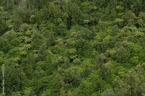 Native New Zealand forest © umabatata
