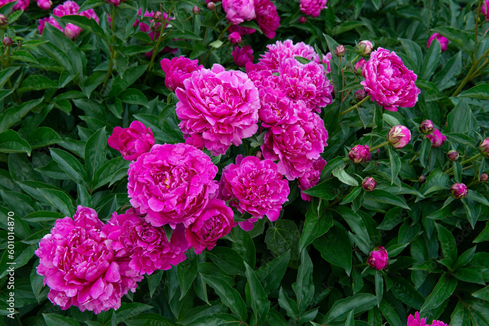 Peonies, bush blooming. Beautiful pink flowers, beauty in park at spring