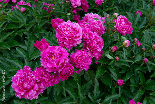 Peonies, bush blooming. Beautiful pink flowers, beauty in park at spring