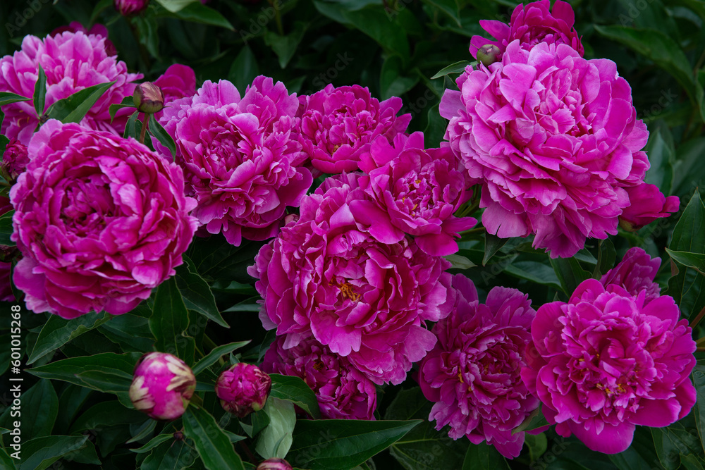 Peonies, bush blooming. Beautiful pink flowers, beauty in park at spring Peonies, bush blooming. Beautiful pink flowers, beauty in park at spring
