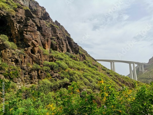 bridge on nature