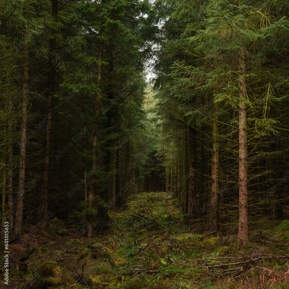 Fototapeta premium A dark cathedral of conifers in Cropton Forest Light and shade in dense forest