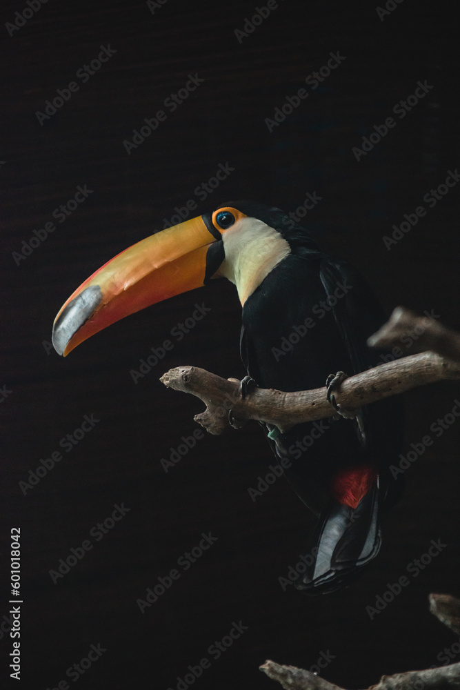 Obraz premium toucan on a branch