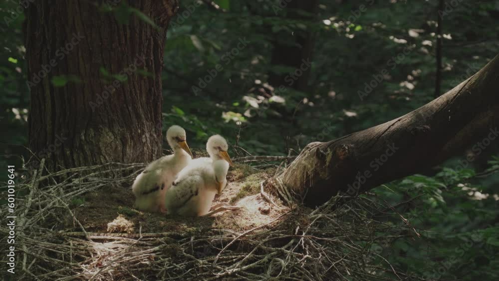 Lack stork -Ciconia Nigra-Chicks resting in the nest Lack stork -Ciconia Nigra-Chicks resting in the nest