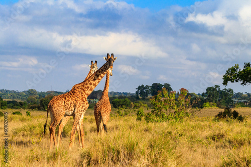 Group of giraffes walking in Ngorongoro Conservation Area in Tanzania. Wildlife of Africa