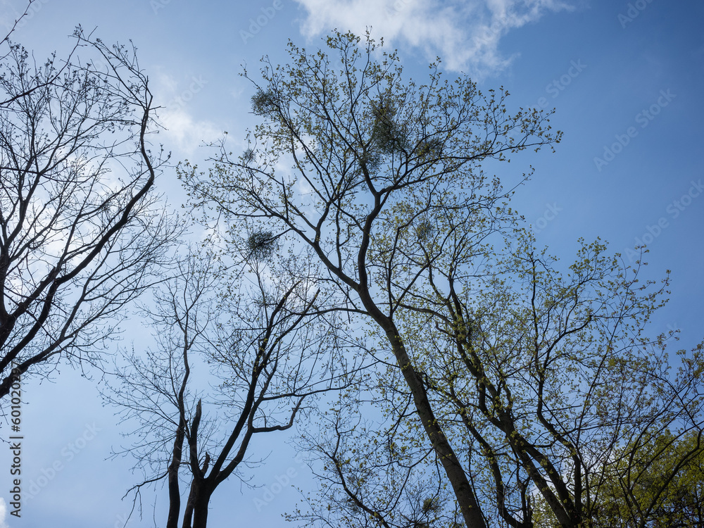 birds nests on the naked trees of Ivan Franco Memorial Park in lviv old city birds nests on the naked trees of Ivan Franco Memorial Park in lviv old city