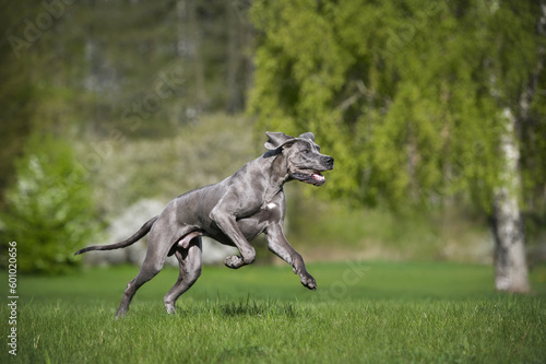 happy young great dane dog running in the park