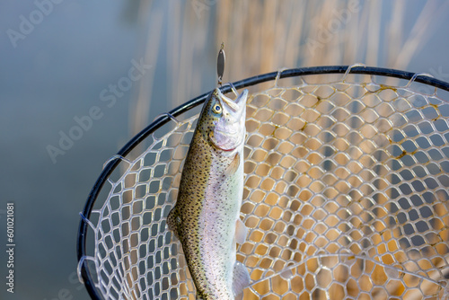 Still water trout fishing.A wild trout in a net. photo