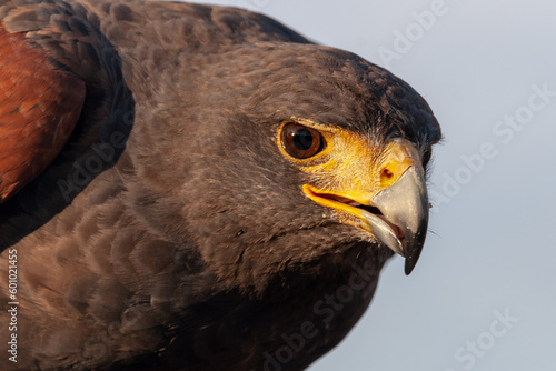 Aguila