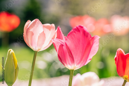 Tulpen im Garten