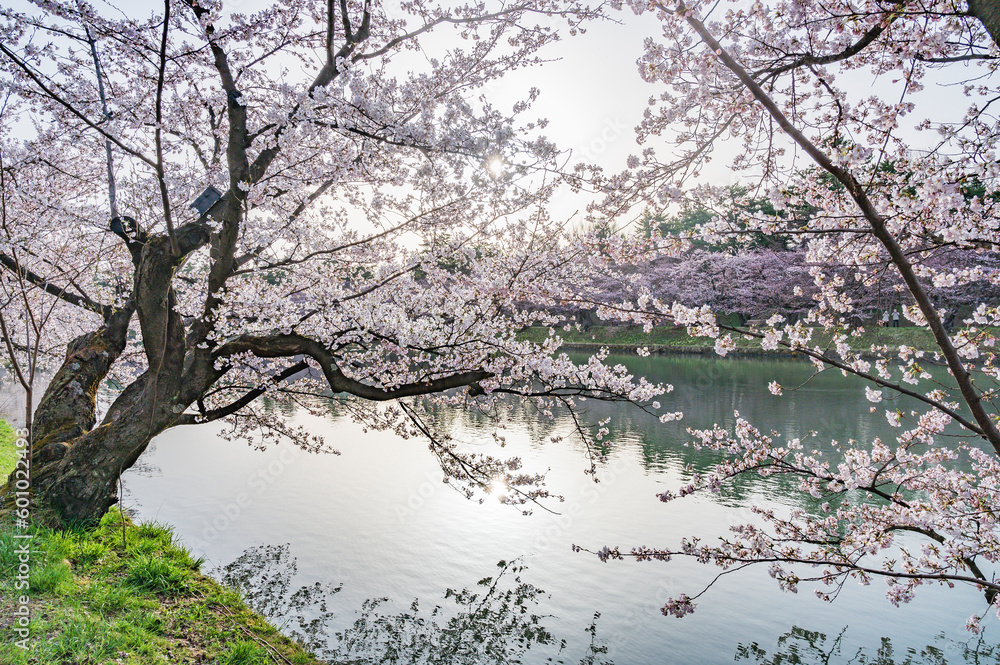 青森 早朝の水辺の桜 青森 早朝の水辺の桜