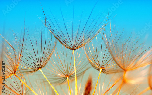 Dandelion flower  abstract background